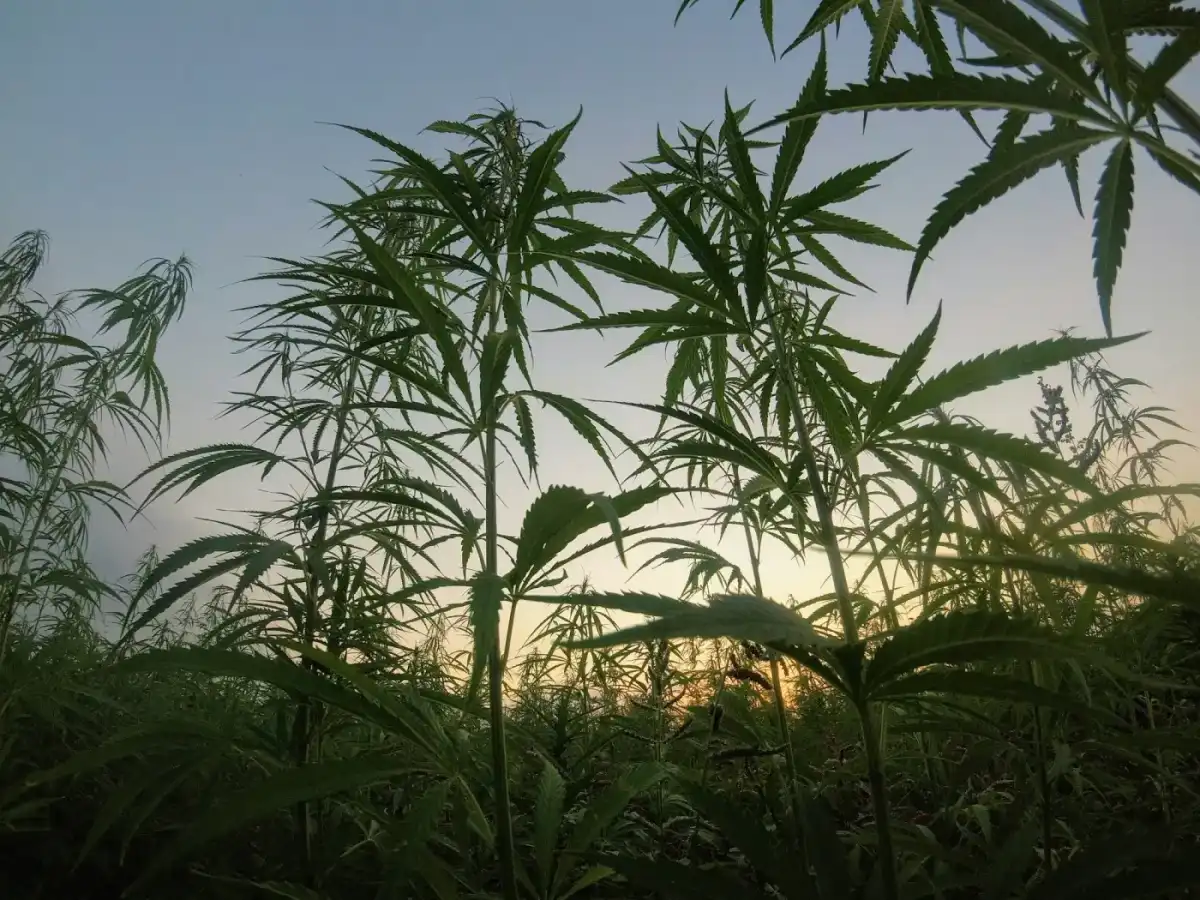 CBD och hampa som kosttillskott: reglerna i Sverige