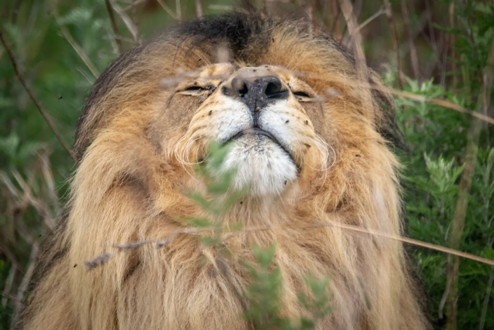 Lion's Mane (lejonmanssvamp) 2026, NGF, kognitiv hälsa och dosering