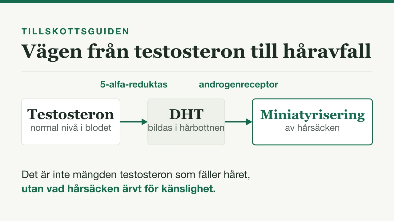 Testosteron och håravfall 2026: vad forskningen visar