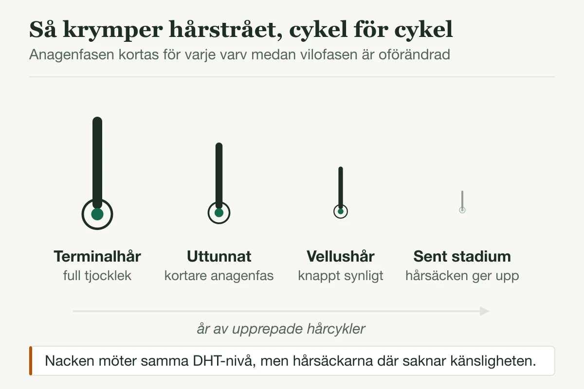 Fyra hårstrån i minskande tjocklek som visar hur hårsäcken miniatyriseras från terminalhår till vellushår